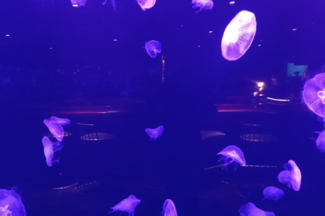 Cebu Ocean Park - Cebu-宿雾市必去景点