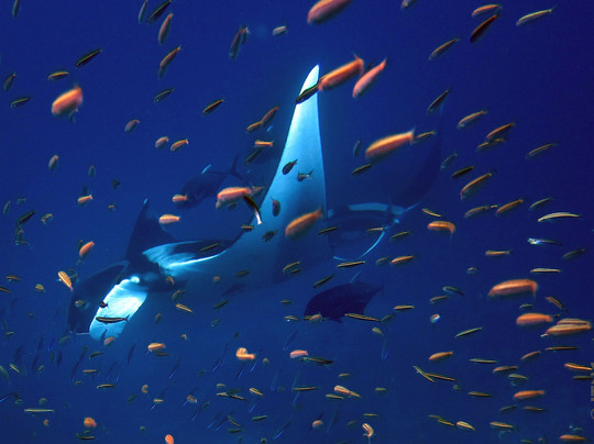 Pirate Divers Bang Niang, Khao Lak-拉克山必去景点