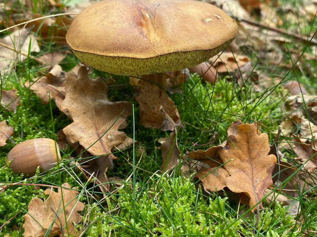 Wild Food Uk-Byford必去景点