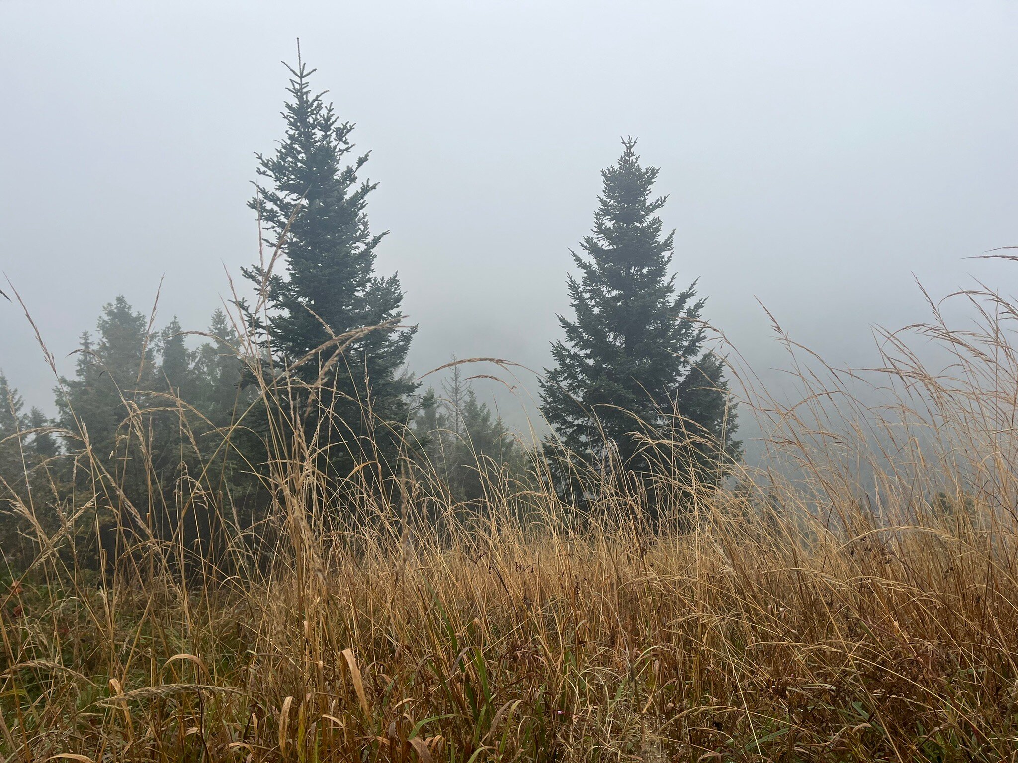 derWaldfrieden-官方