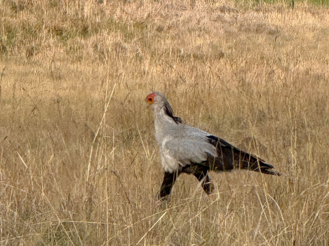 Lawson's Birding, Wildlife & Custom Safaris-尼斯普鲁特必去景点