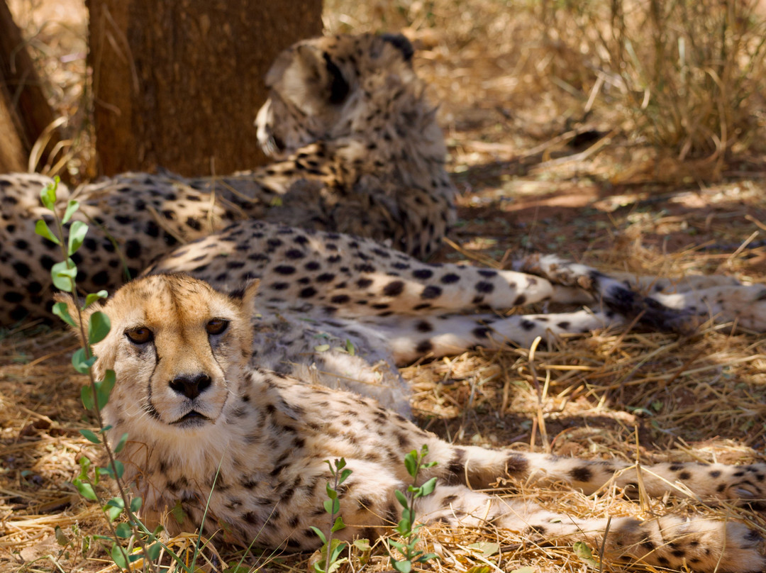 Great Explorations Namibia-温德和克必去景点