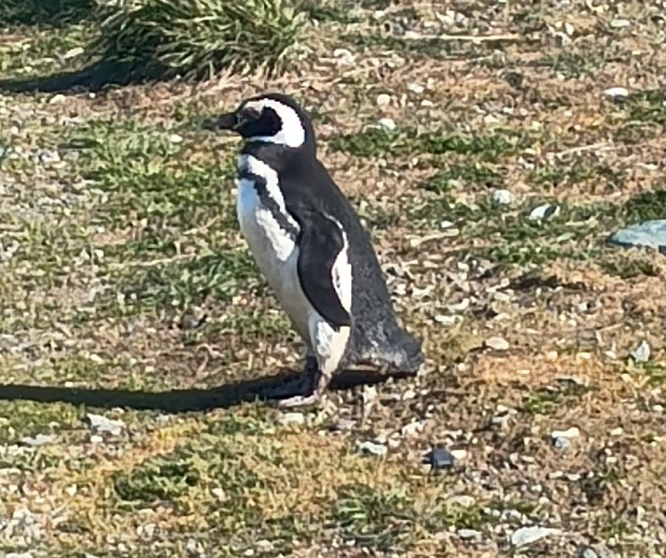 Isla Magdalena-蓬塔阿雷纳斯必去景点