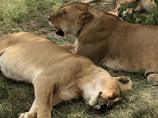 Joyina Safaris Africa-内罗毕必去景点