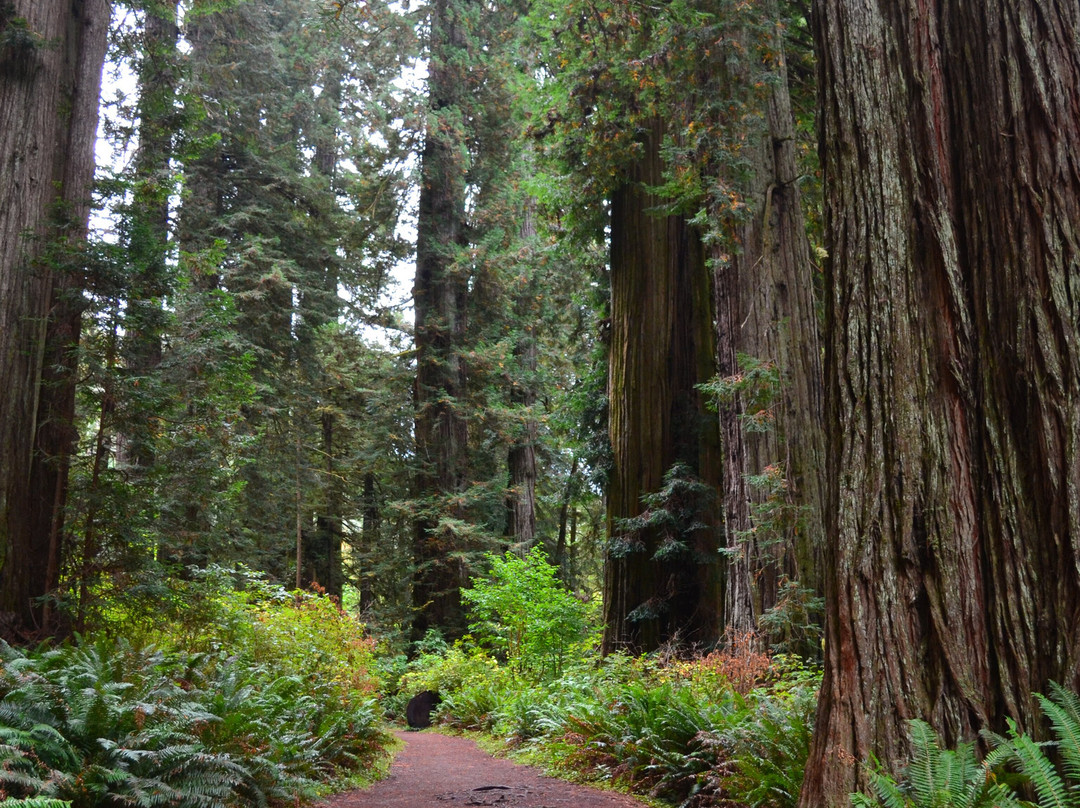 Prairie Creek - Foothill Trail Loop-Orick必去景点
