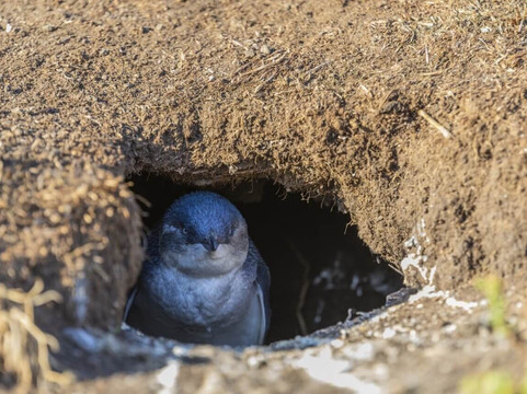 A Petite Tour-墨尔本必去景点