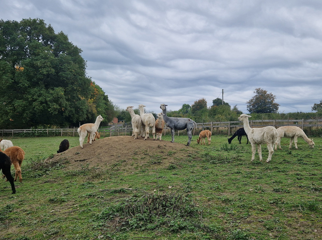 Brackenfield Alpacas-马特洛克必去景点