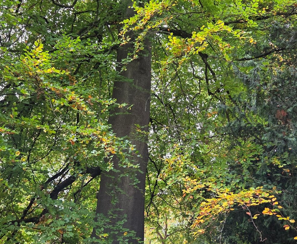 Batsford Arboretum-莫顿因马什必去景点
