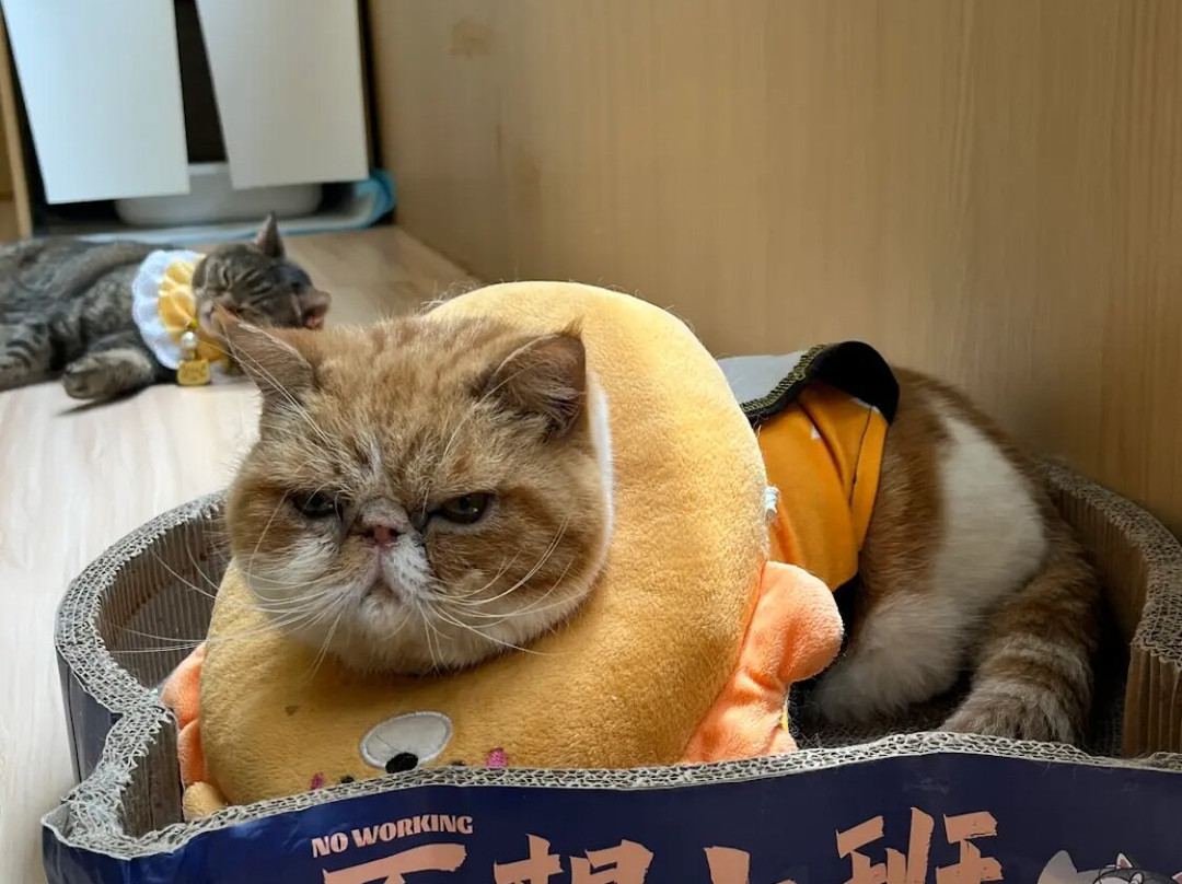 猫之茶房-香港必去景点