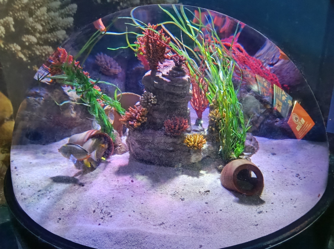 Gardaland SEA LIFE Aquarium-卡斯泰尔诺沃德尔加尔达必去景点