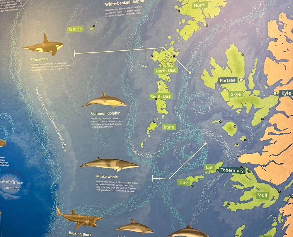 Hebridean Whale & Dolphin Trust-Tobermory必去景点