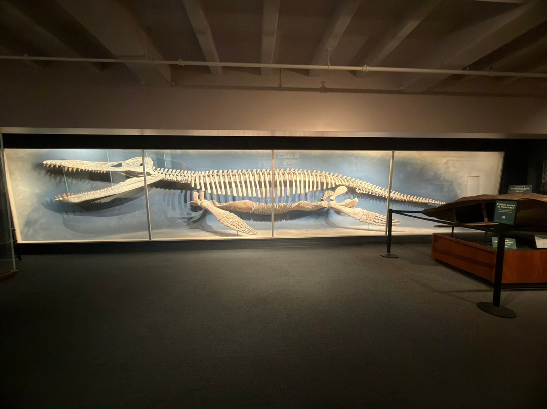 Harvard Museum of Natural History-剑桥必去景点