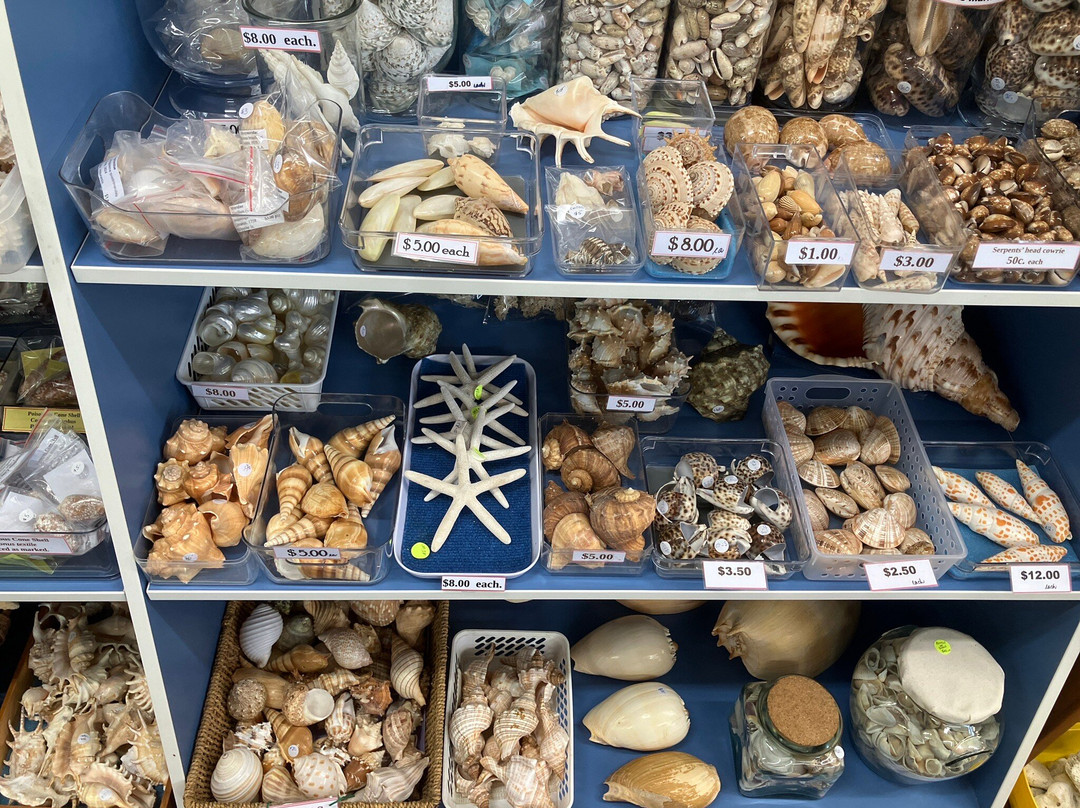 Shell World Yeppoon-Yeppoon必去景点