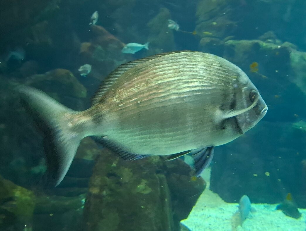 Aquario da Madeira-莫尼什港必去景点