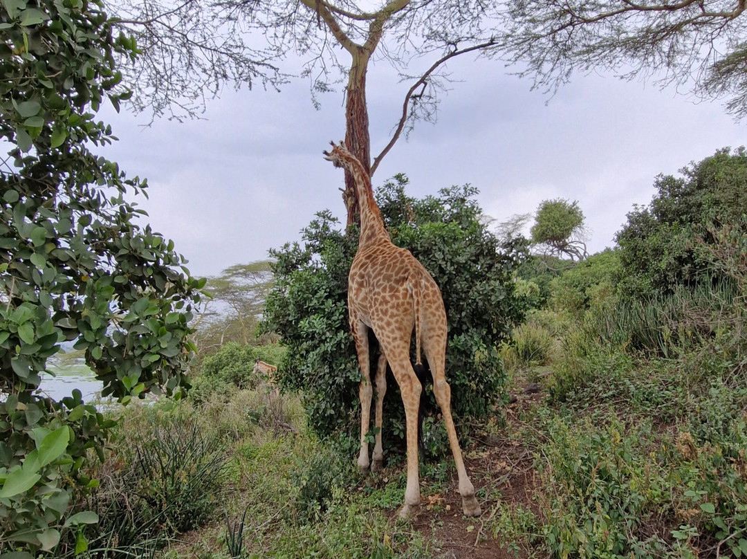 Scope Safaris-Thika必去景点