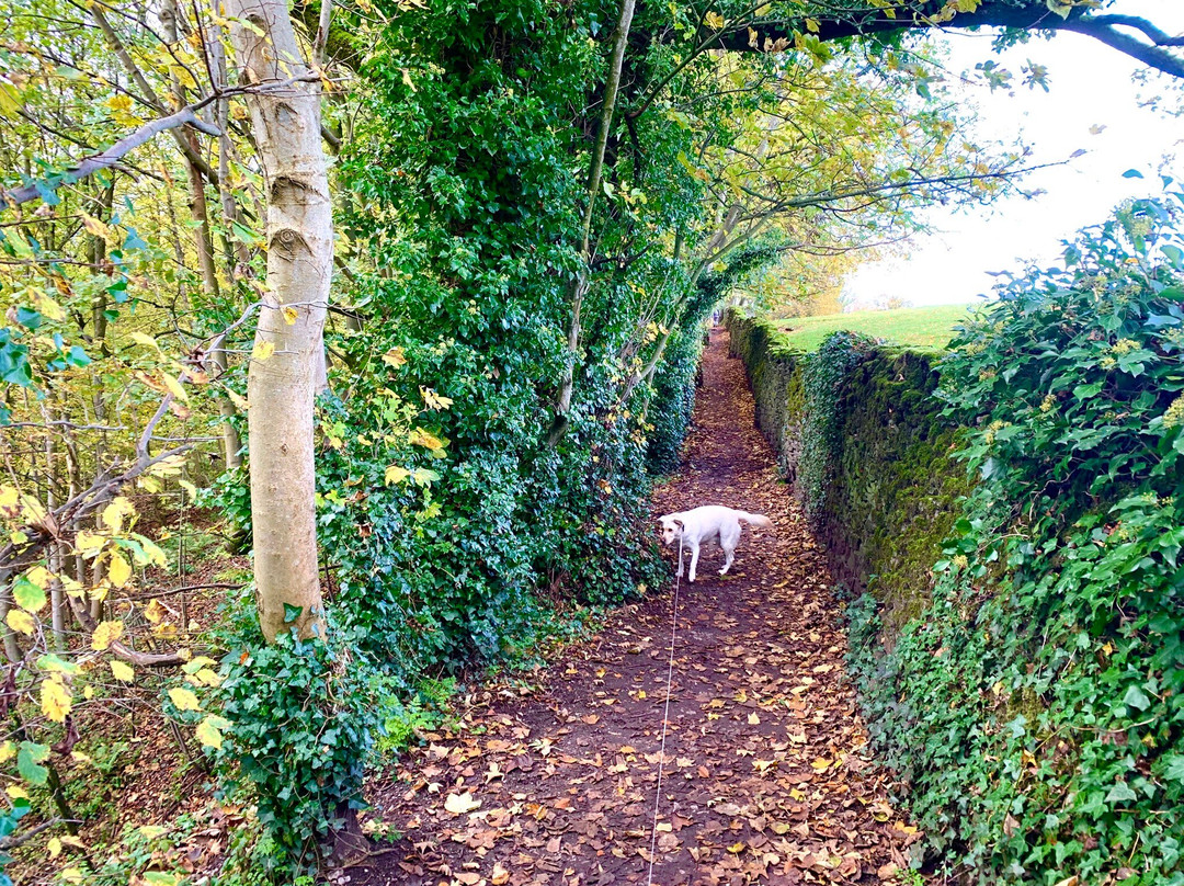 Skipton Castle Woods-斯基普顿必去景点