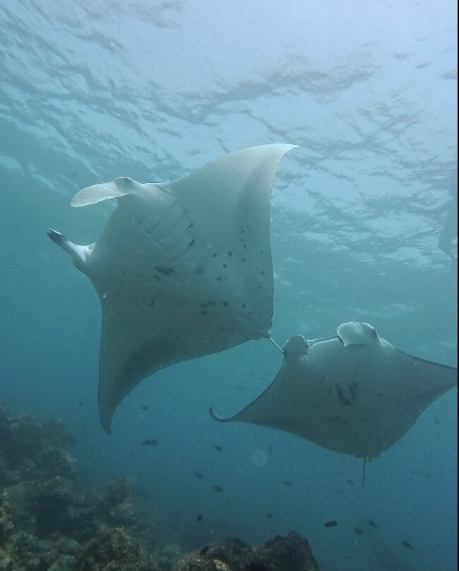 Fehi Velaa Dive-Dhonfanu必去景点