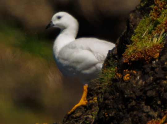 Birds Chile-巴拉斯港必去景点