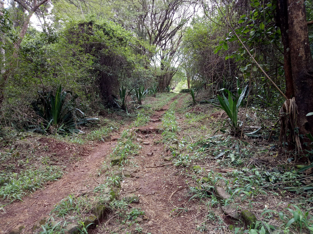 Nairobi Arboretum-内罗毕必去景点