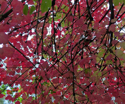 Museum Insel Hombroich-诺伊斯必去景点