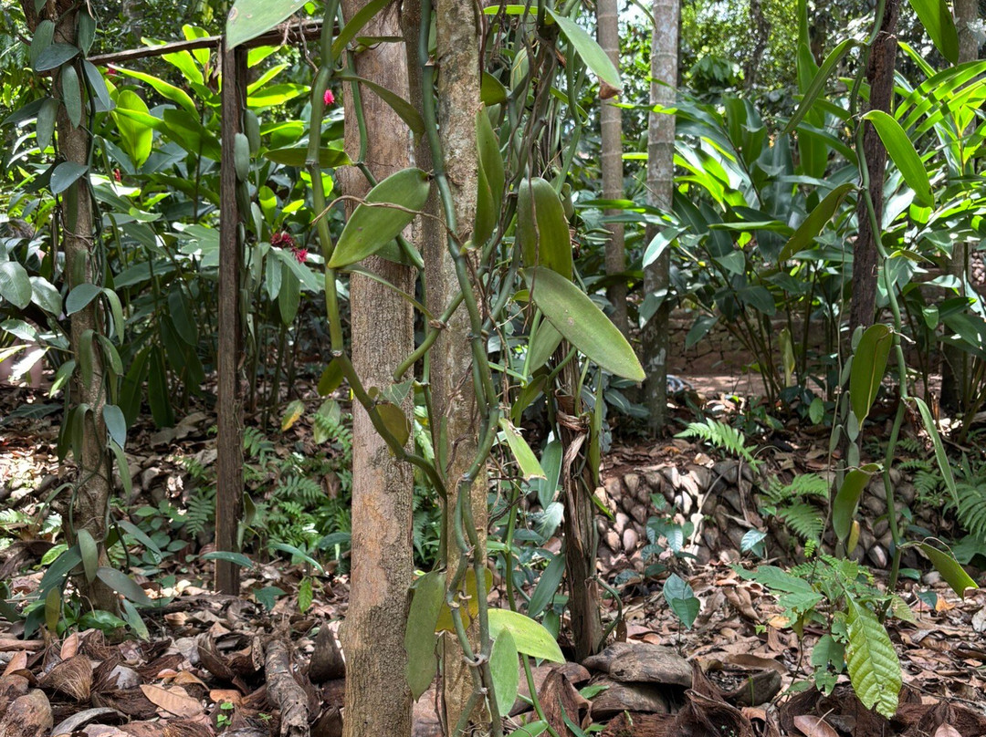 Ranweli Spice Garden-Matale必去景点