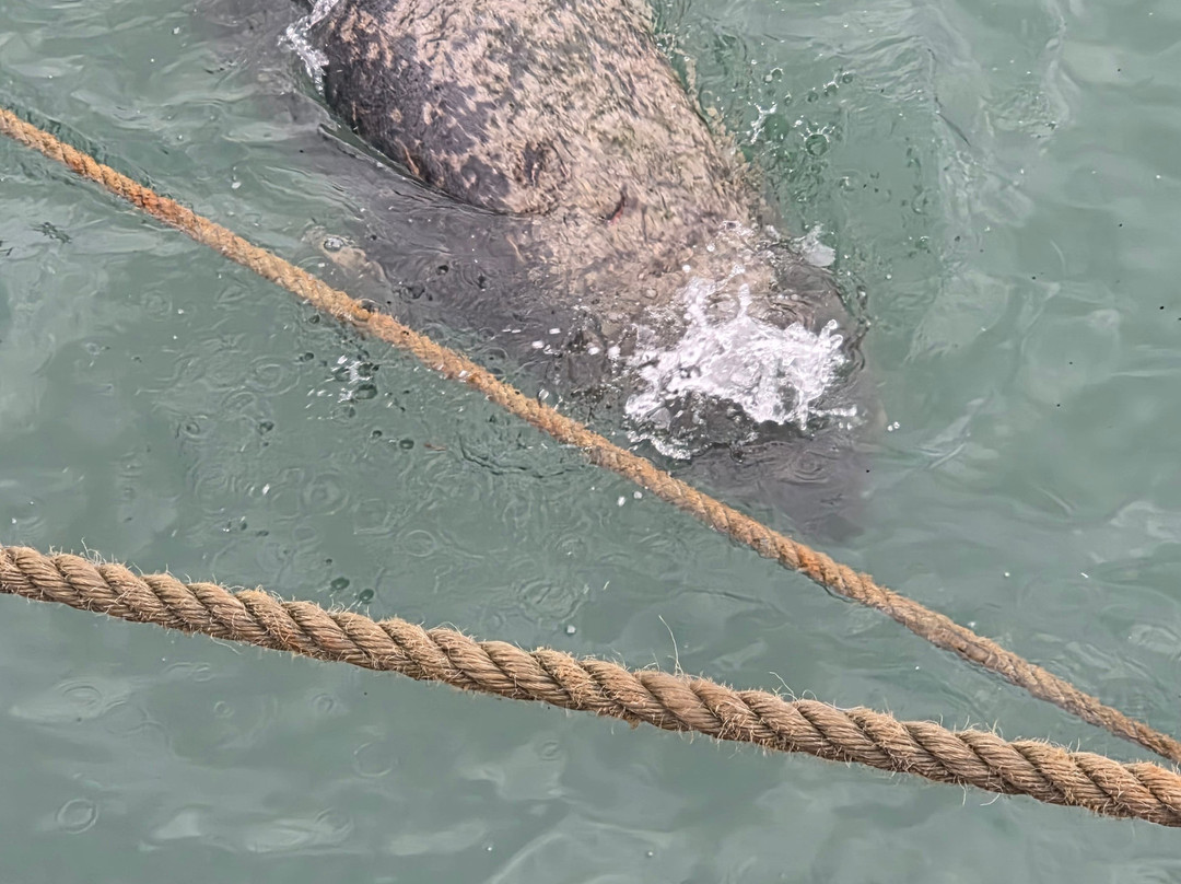 Kellys Carriages-都柏林必去景点