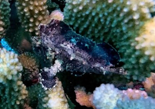 Manta Ray Dives Of Hawaii-凯鲁瓦-柯纳必去景点