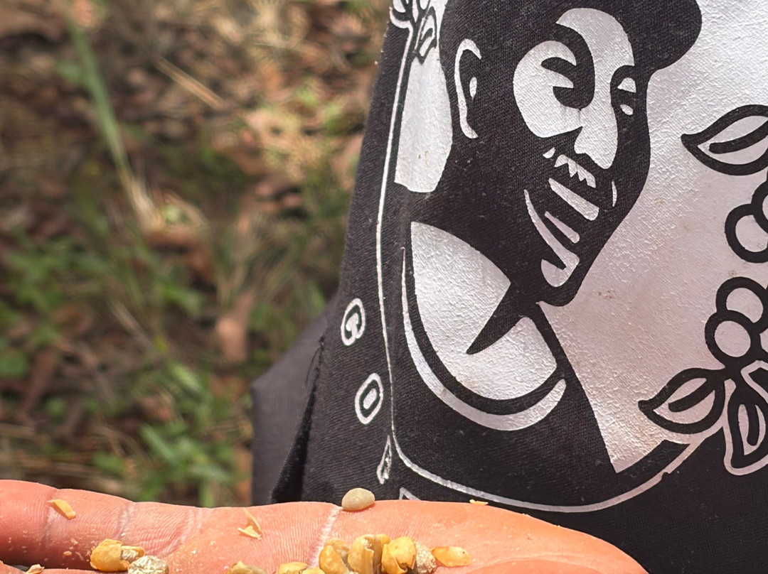 Guka's Coffee Tour-Muranga必去景点