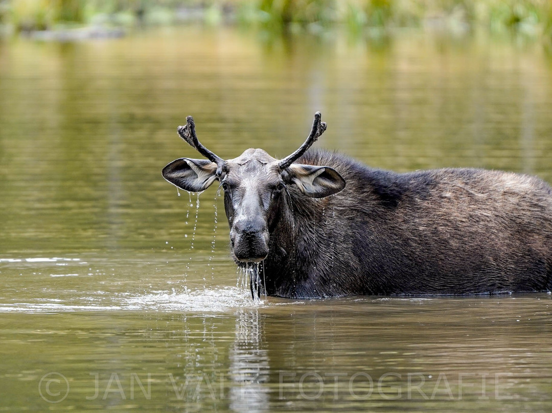 Moose Pond-提顿村必去景点
