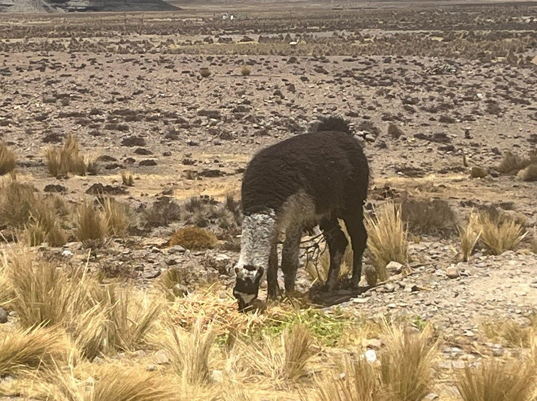 Salinas y Aguada Blanca National Reserve-阿雷基帕必去景点
