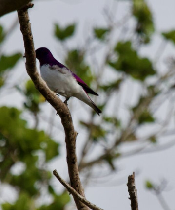 St Lucia Birding Tours- Ian Ferreira-圣露西亚必去景点
