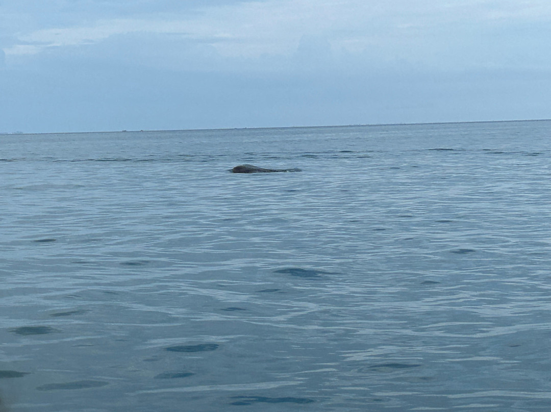 Mafia Whale Shark Tours-Kilindoni必去景点