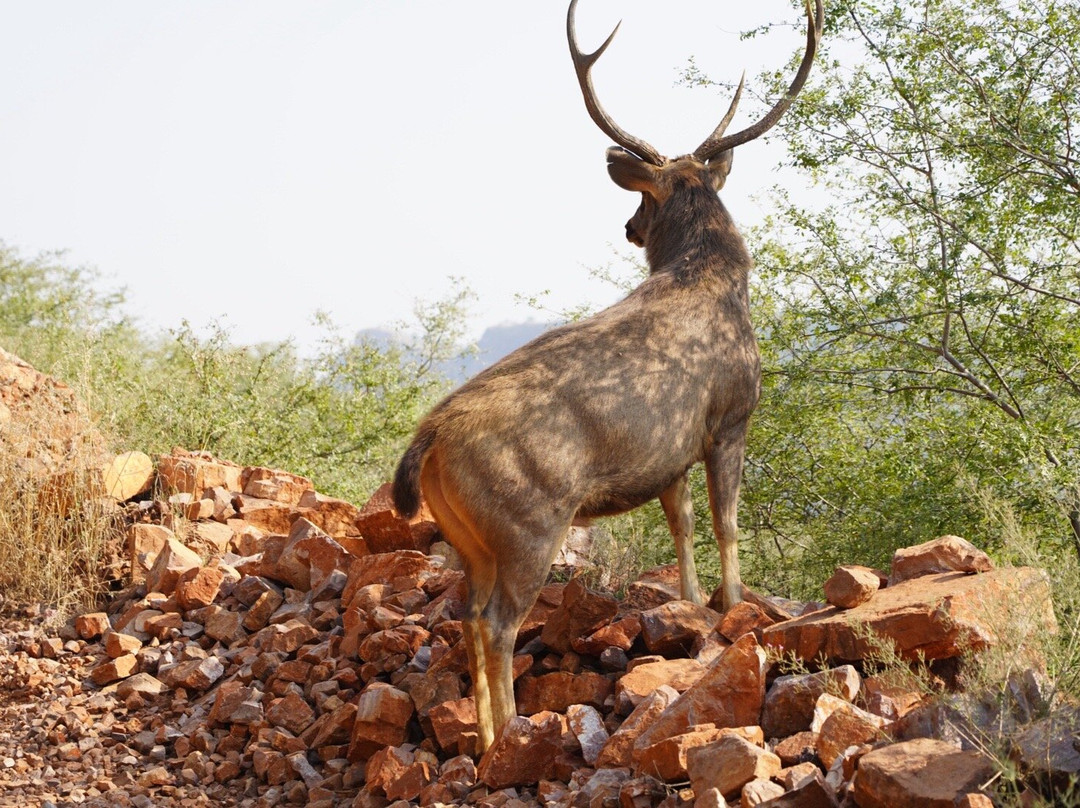 Khem Villas Ranthambore主图