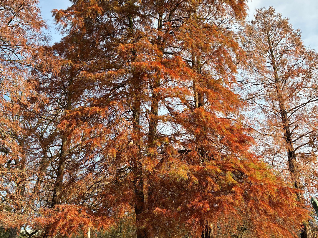 汉堡植物园-汉堡必去景点