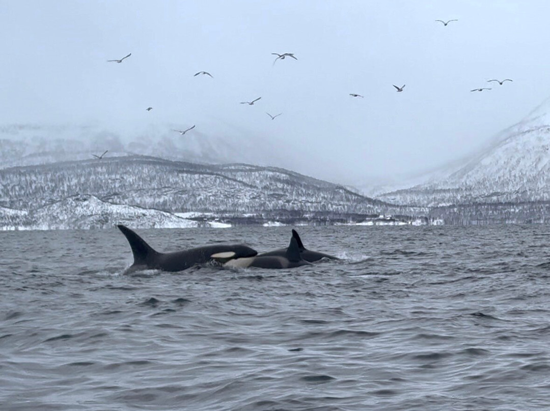 Explore 70 Degrees-Skjervoy必去景点