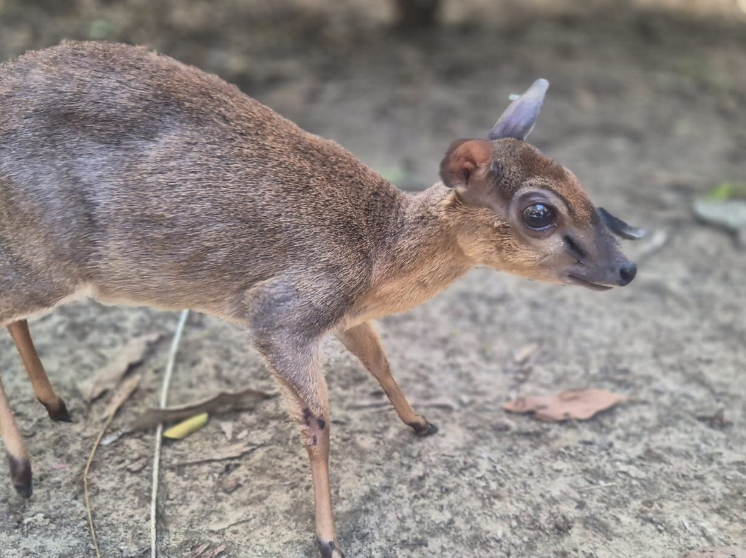 猎豹动物园-桑给巴尔岛必去景点
