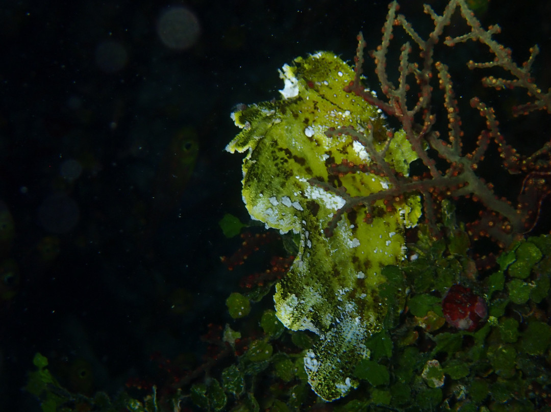 Divine Divers-Gili Meno必去景点