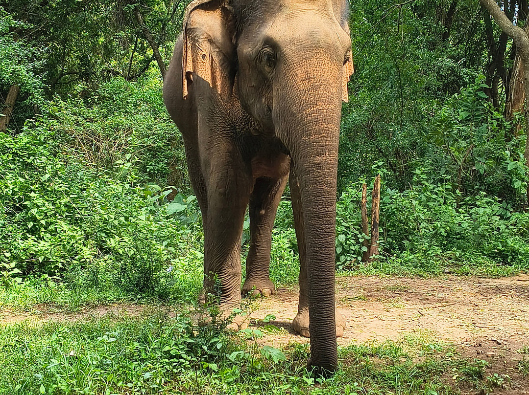 Pick To Me Taxi And Tours-品纳维拉必去景点