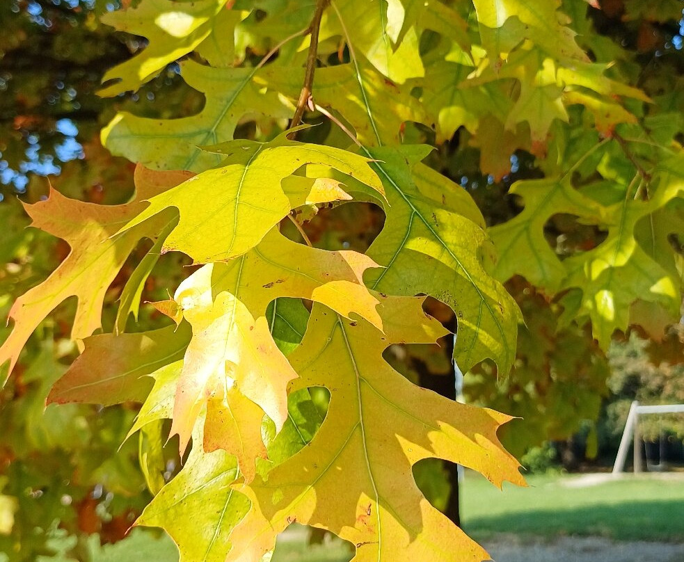 Laghetto di Giussano-Giussano必去景点