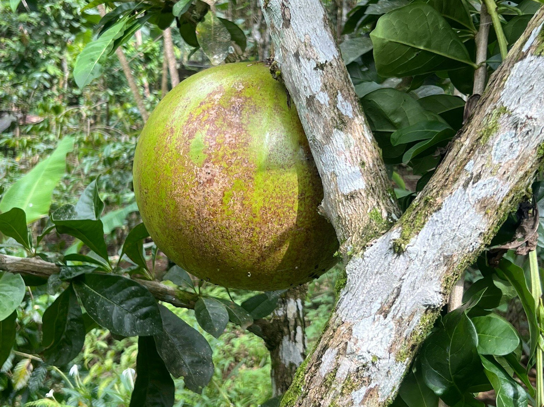 Satria Agrowisata-坦帕克西林必去景点