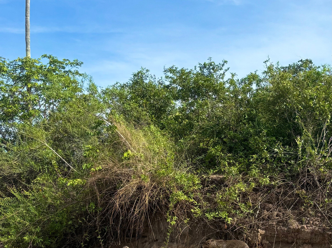 Pantanal Discovery-大坎普市必去景点