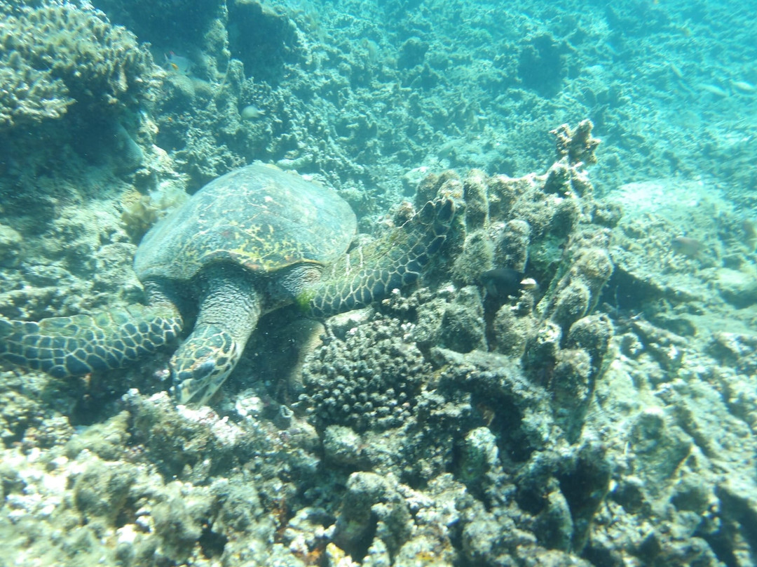 Nosy Tanikely-Nosy Tanihely必去景点