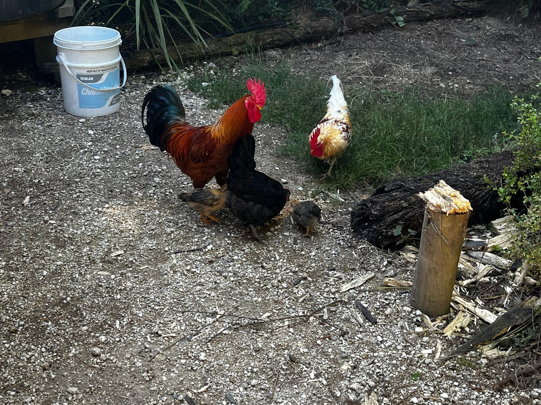 Awakeri Rail Adventures-法卡塔尼必去景点