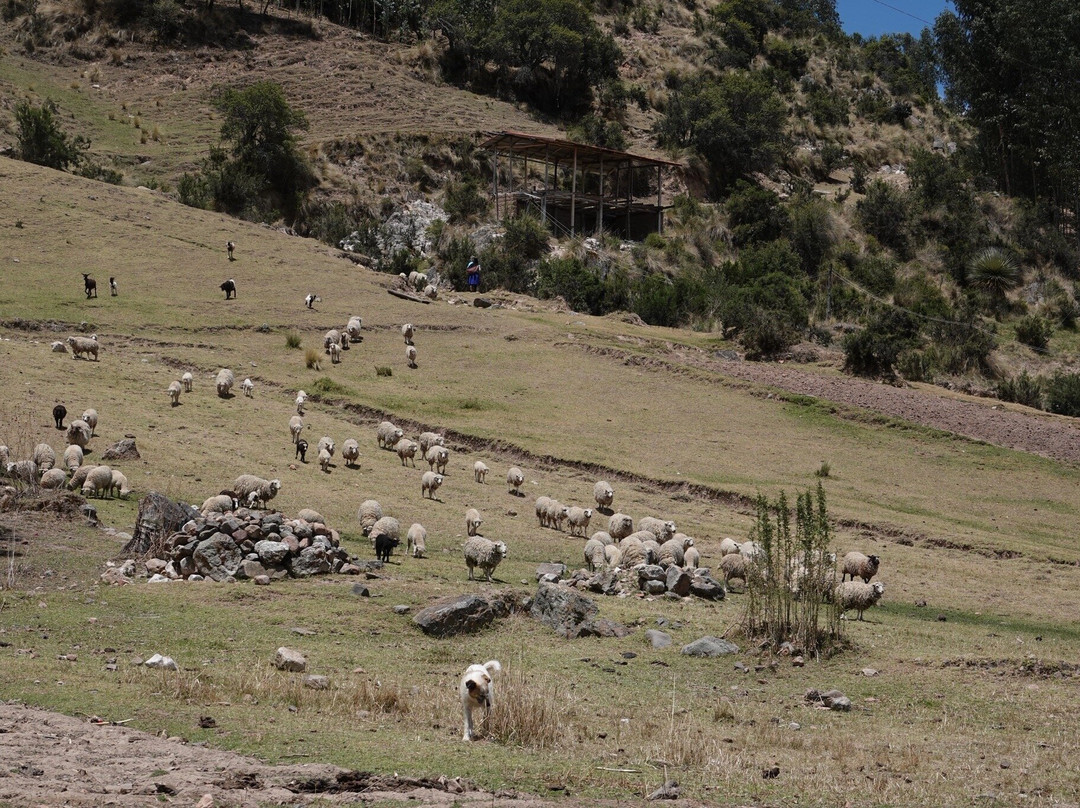 Complejo Arqueologico de Pumacocha o Intihuatana-Vischongo必去景点