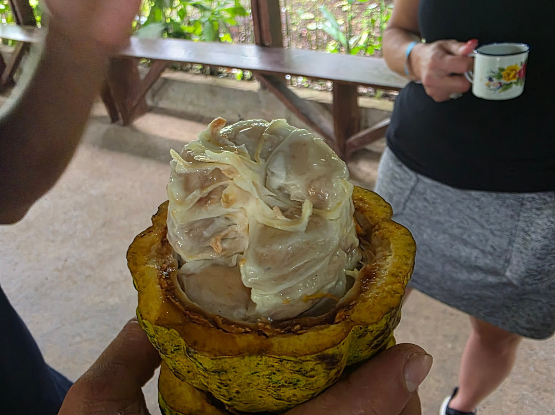 Cafe & Cacao Tour Bijagua-Bijagua de Upala必去景点