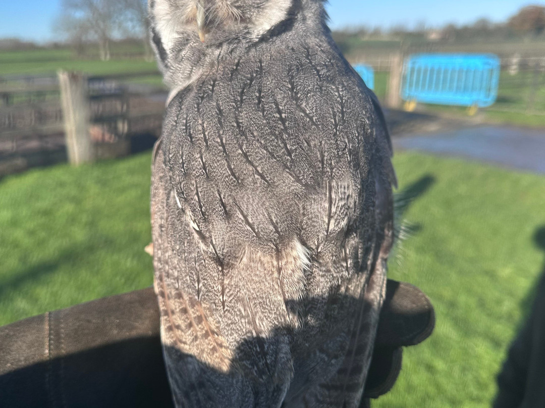 Walks With Hawks-切尔滕纳姆必去景点