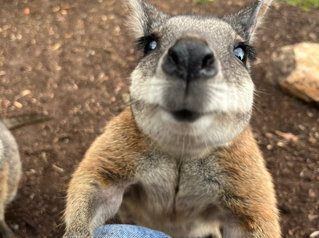 Cleland Wildlife Park-Crafers必去景点