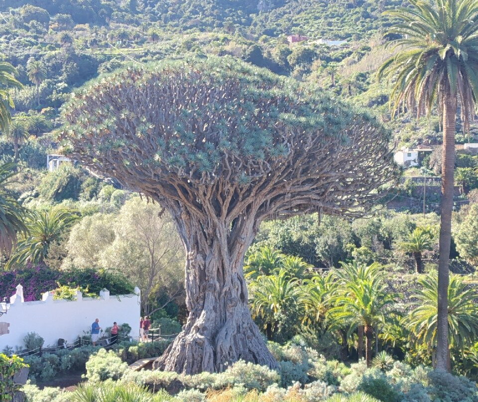 El Drago Milenario-伊科德洛斯维诺斯必去景点