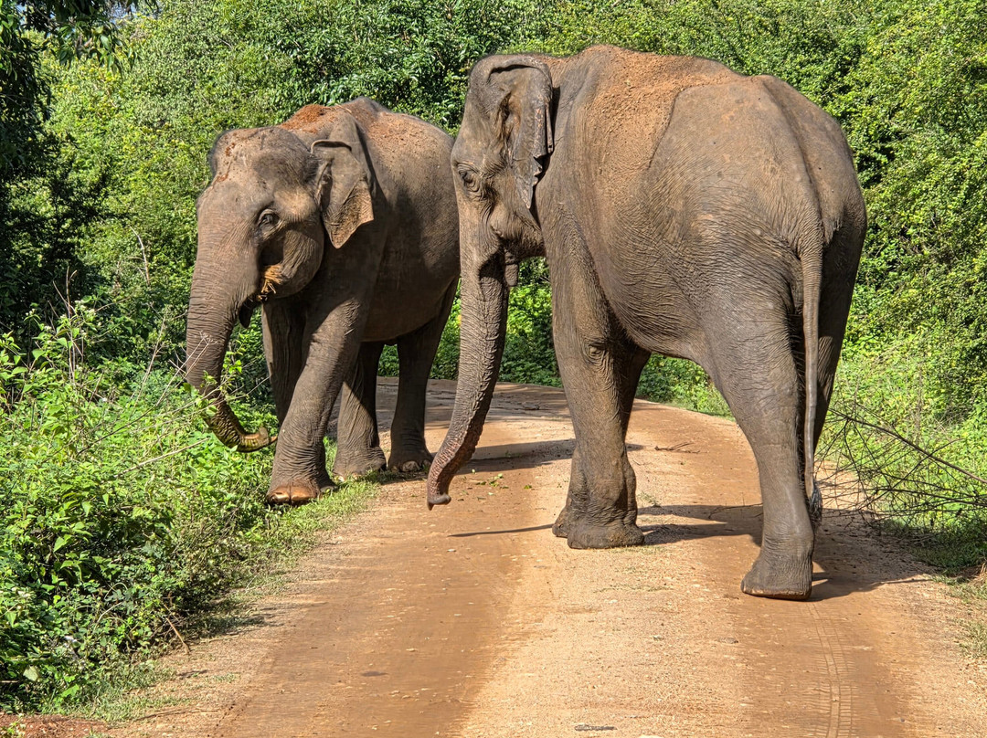 Tony Sri Lanka Tours-亚洪加拉必去景点