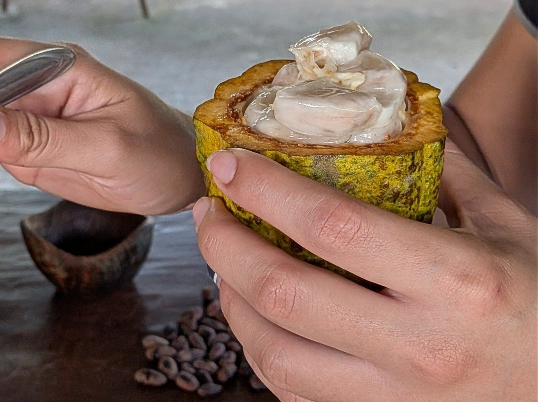 Cafe & Cacao Tour Bijagua-Bijagua de Upala必去景点